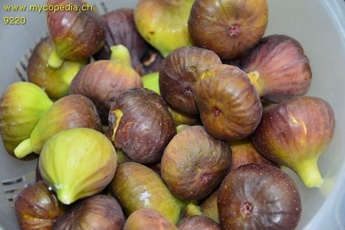 Ficus carica - 