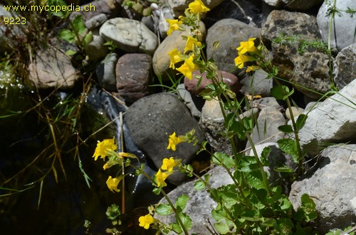 Mimulus luteus - 