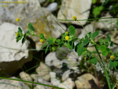 Trifolium campestre - 