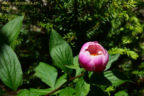 Paeonia lactiflora - 