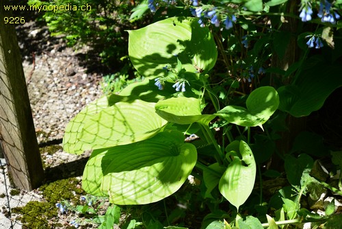 Hosta - 