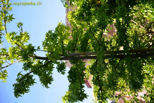 Liquidambar - 