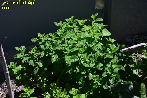 Mentha spicata var. crispa - 