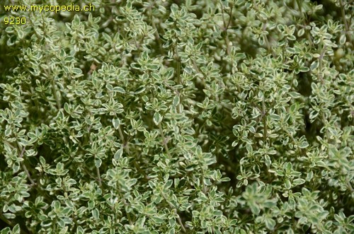 Thymus  citriodorus - 