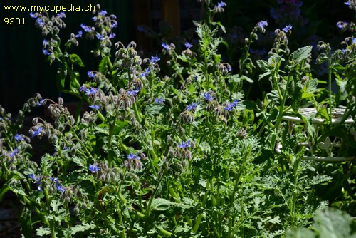 Borago officinalis - 