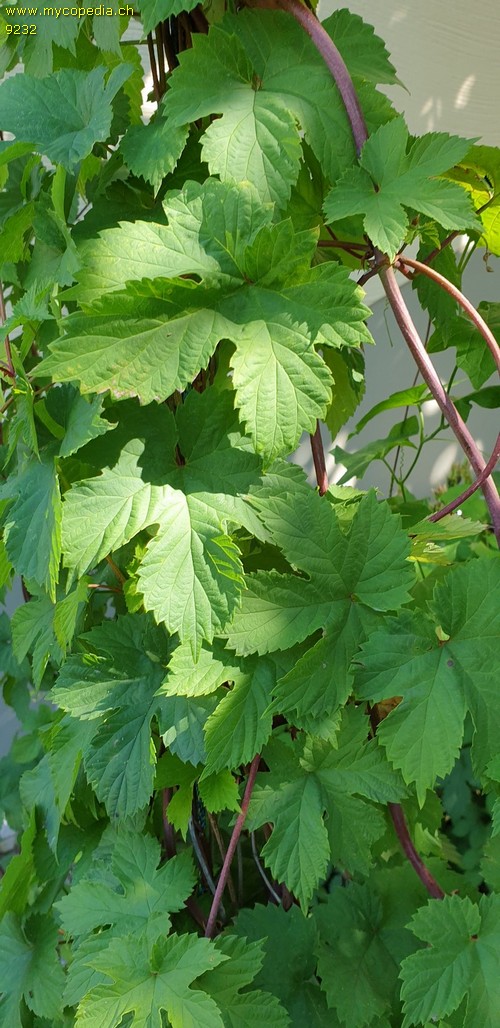 Humulus - 