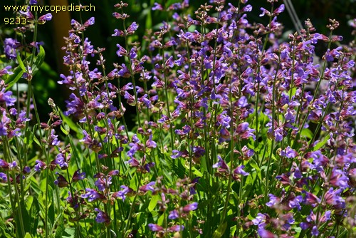 Salvia officinalis - 