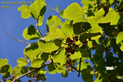 Actinidia - 