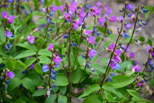 Lathyrus vernus - 