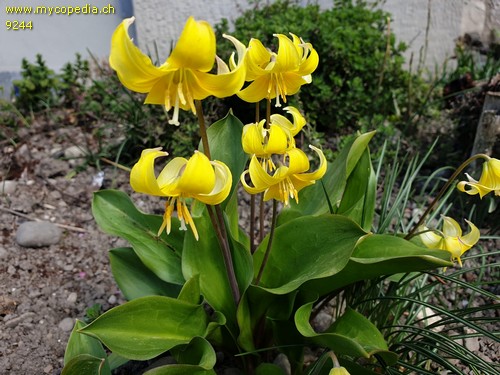 Tulipa sylvestris spp silvestris - 