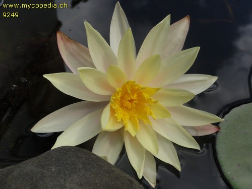 Nymphaea Pygmaea helvola - 