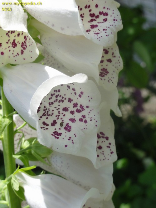 Digitalis purpurea - 