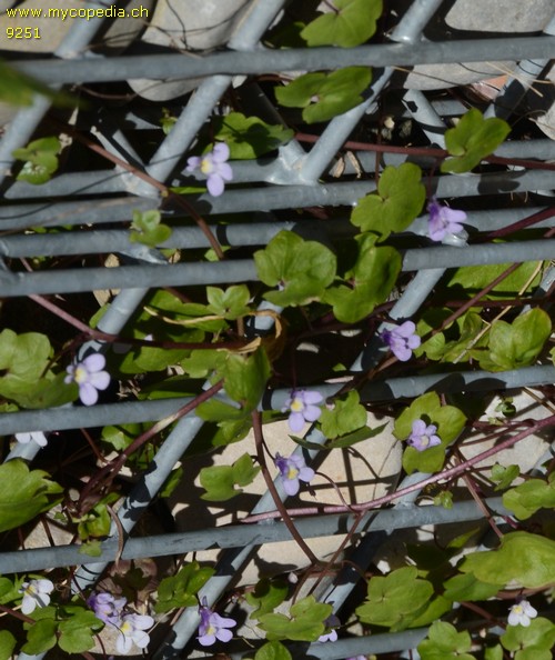 Cymbalaria muralis - 