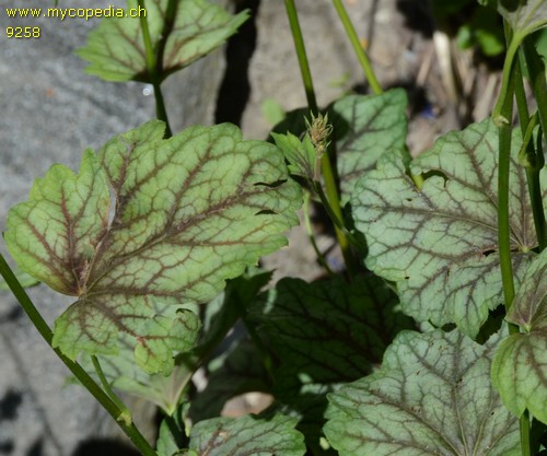 Heuchera - 