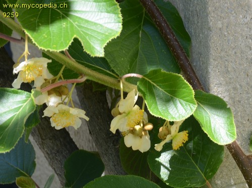 Actinidia - 