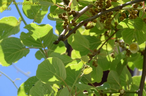 Actinidia - 