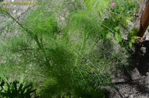 Foeniculum vulgare - 