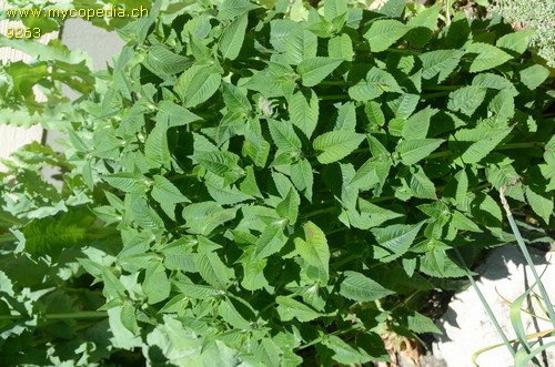 Monarda didyma - 