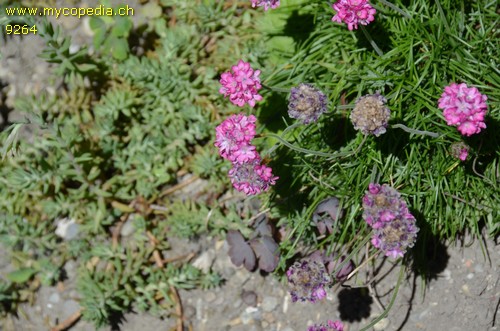 Primula denticula - 