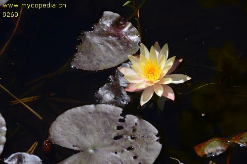 Nymphaea Pygmaea helvola - 