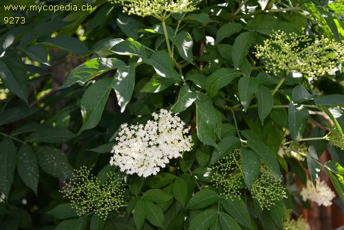 Sambucus - 