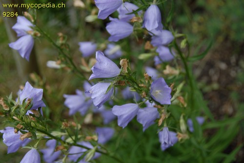 Campanula persicifolia - 