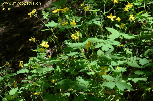 Chelidonium majus - 