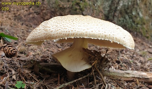 Agaricus augustus - 