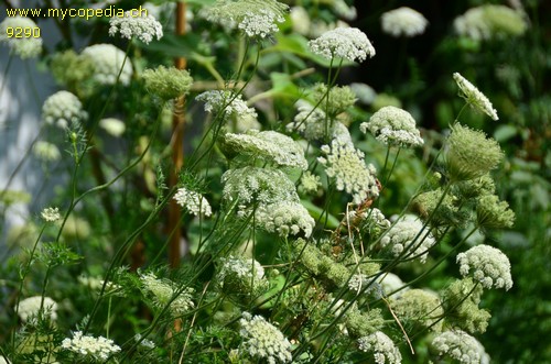 Daucus carota subsp. carota - 