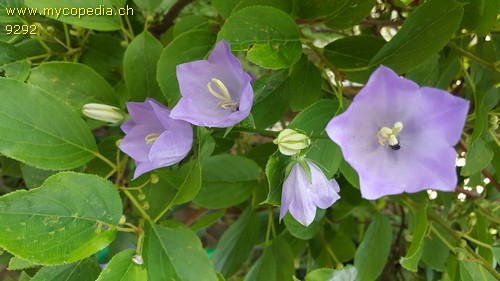 Campanula persicifolia - 