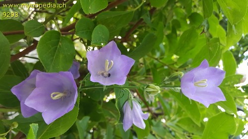 Campanula persicifolia - 