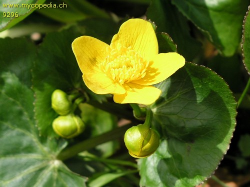 Caltha palustris - 