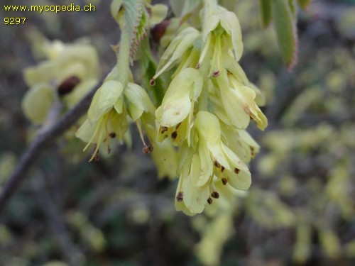 Corylopsis pauciflora - 