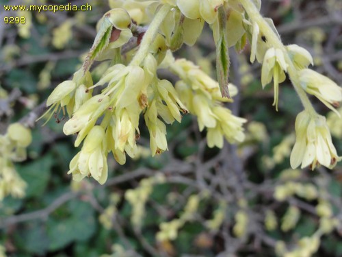 Corylopsis pauciflora - 