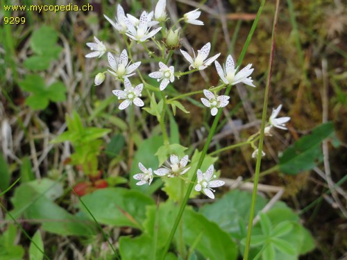 Saxifraga rotundifolia - 