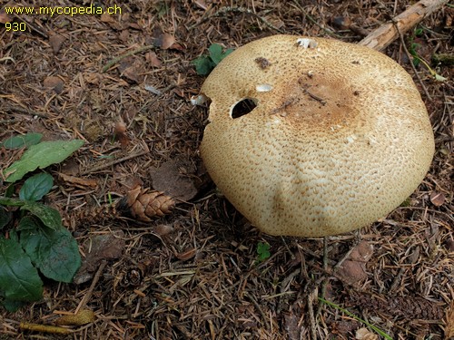 Agaricus augustus - 