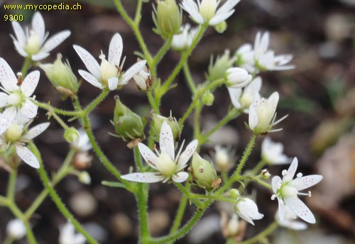 Saxifraga rotundifolia - 