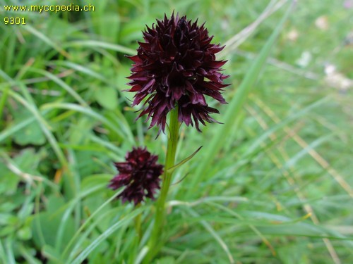 Nigritella nigra - 