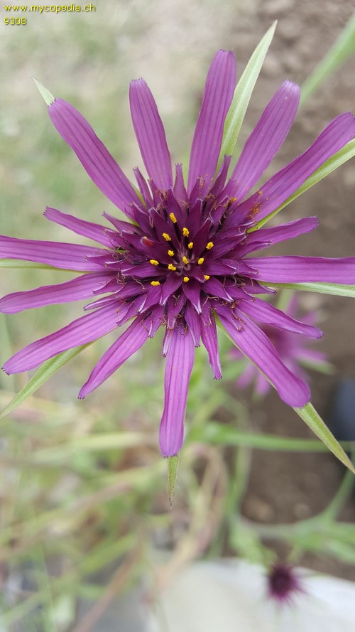 Tragopogon porrifolius - 