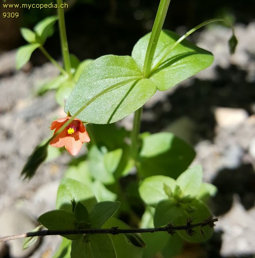 Anagallis arvensis - 