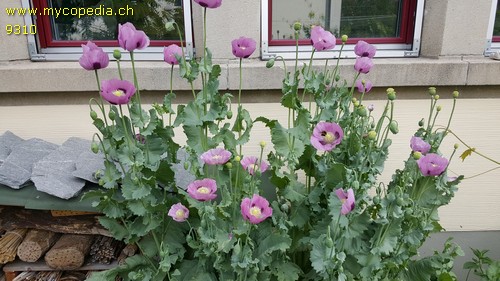 Papaver somniferum - 