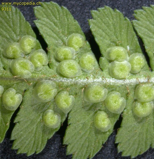 Dryopteris filix-mas - 