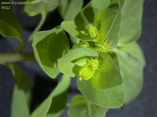 Euphorbia peplus - 