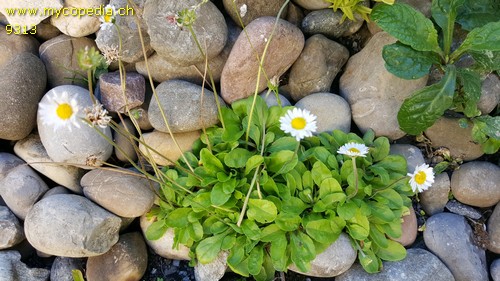 Bellis perennis - 