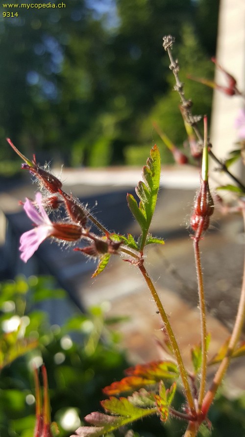 Geranium robertianum - 