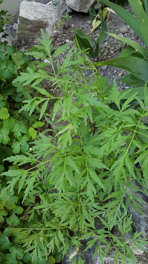 Unbestimmt wie Artemisia - 