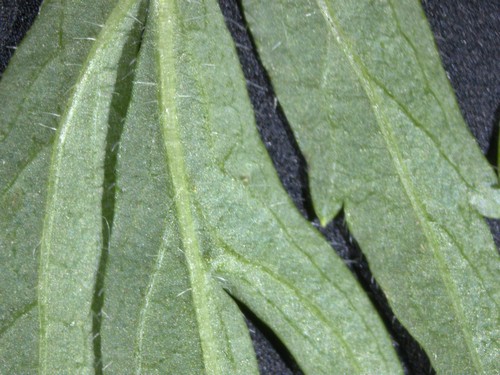 Unbestimmt wie Artemisia - 