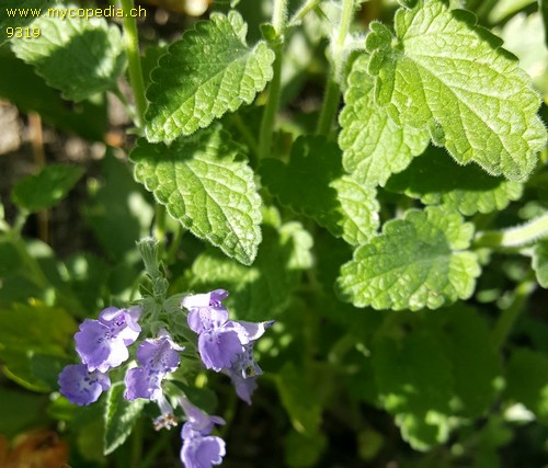 Nepeta racemosa - 