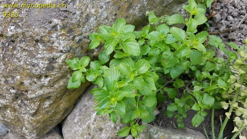 Mentha spp - 