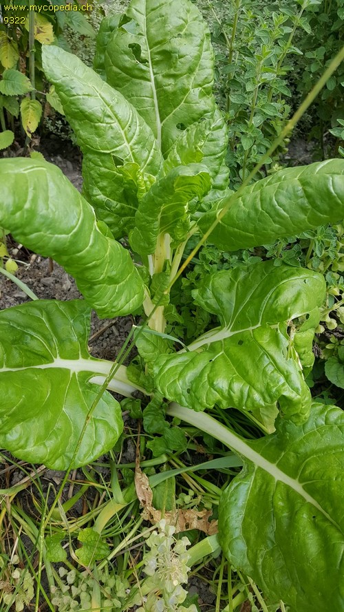 Beta vulgaris - 